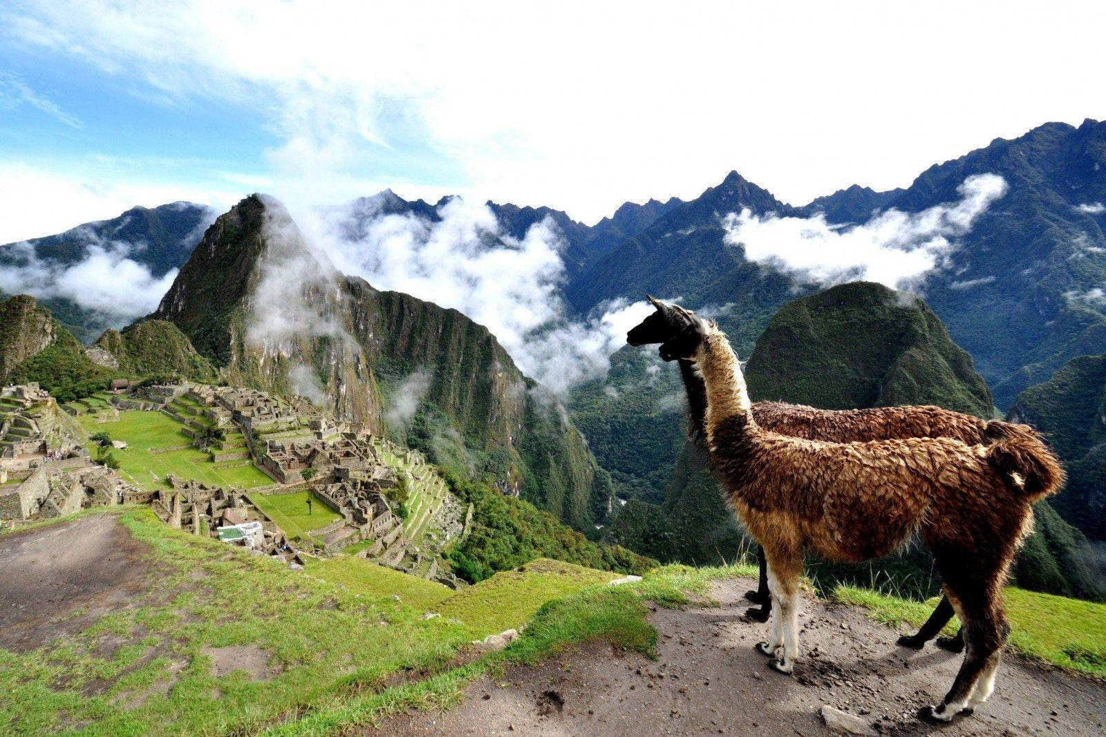 brown-llamas-in-machupicchu-peru-myw32f10ij9uk42b