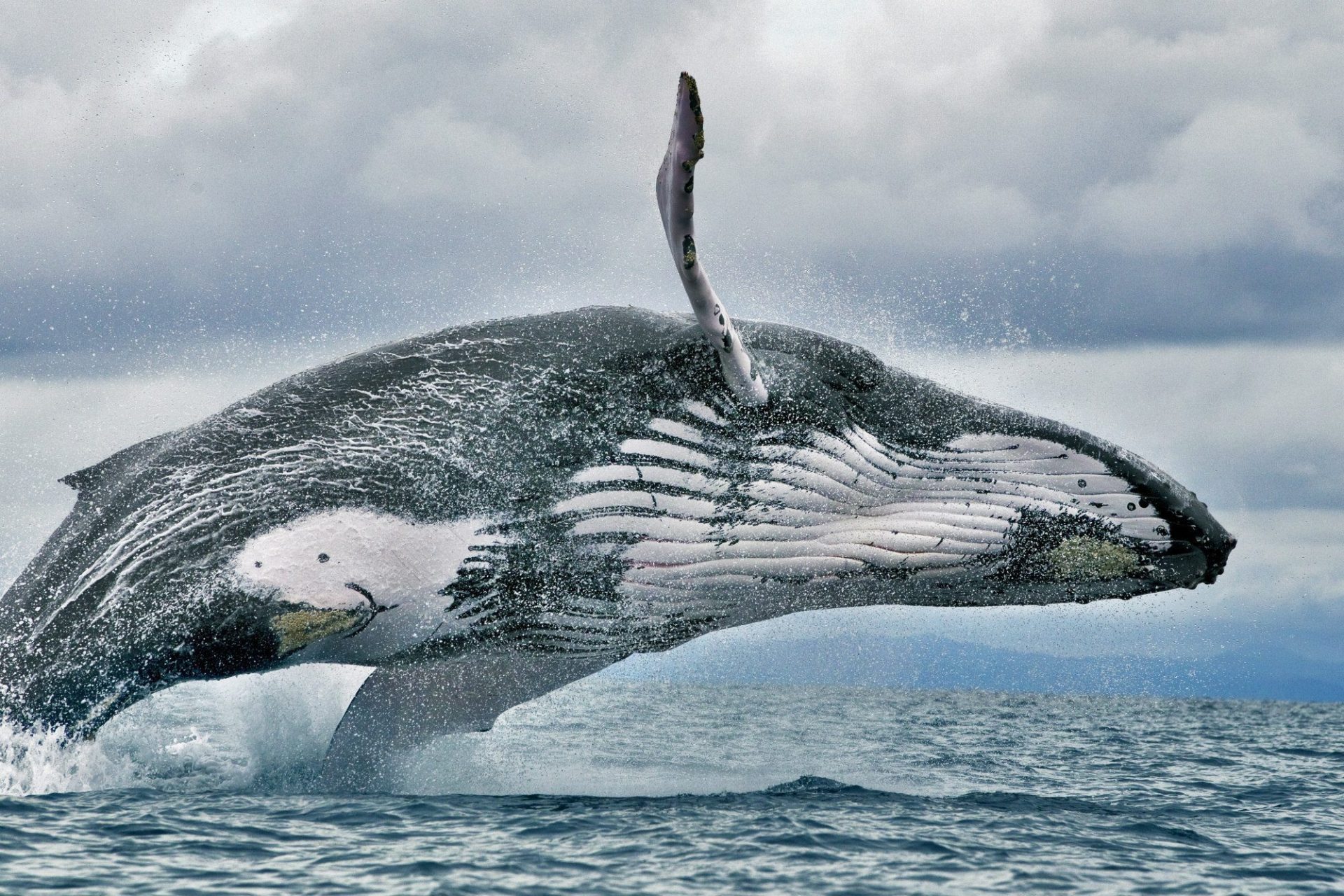 Ballenas1